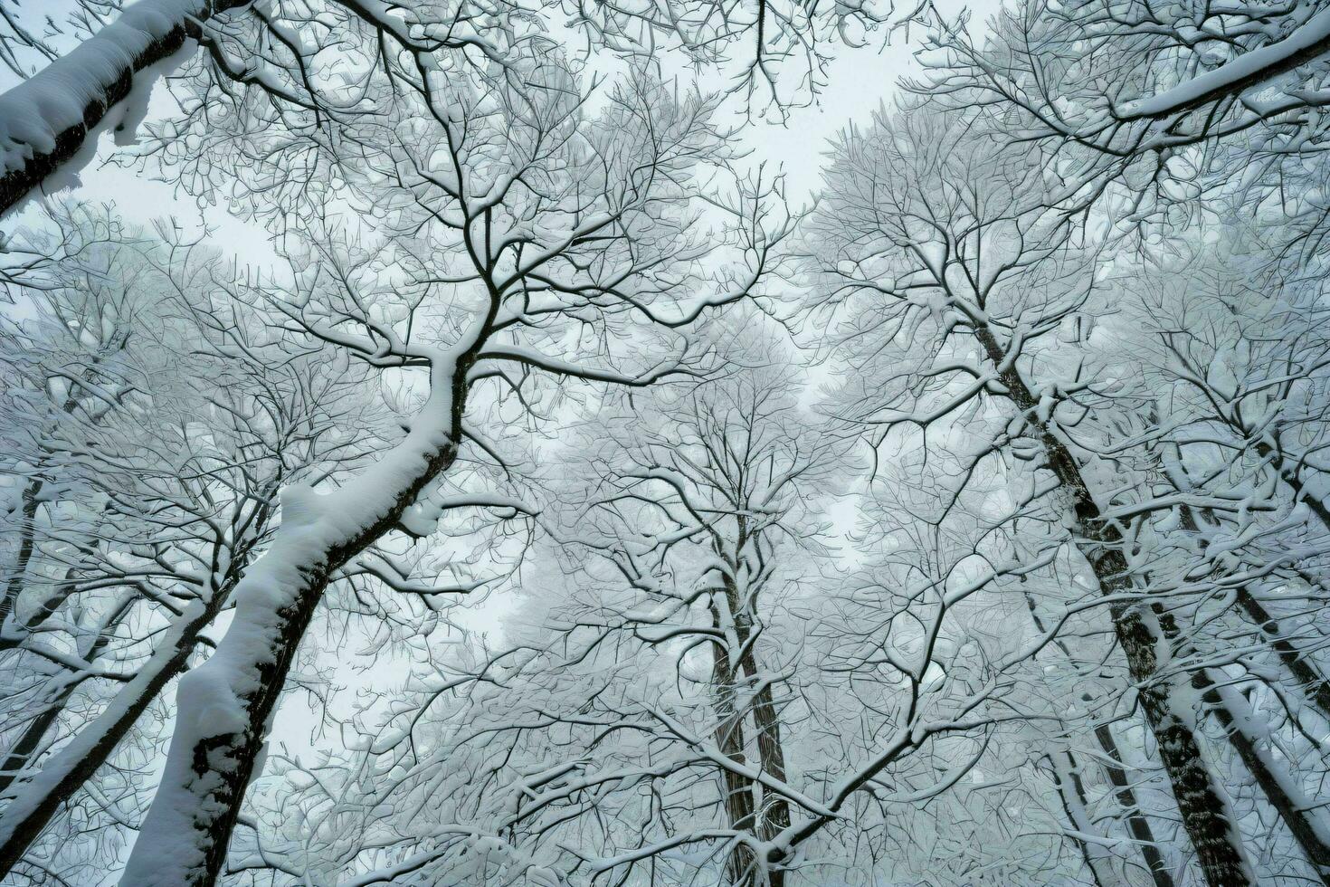 AI generated Snow Clad Forest Canopy photo