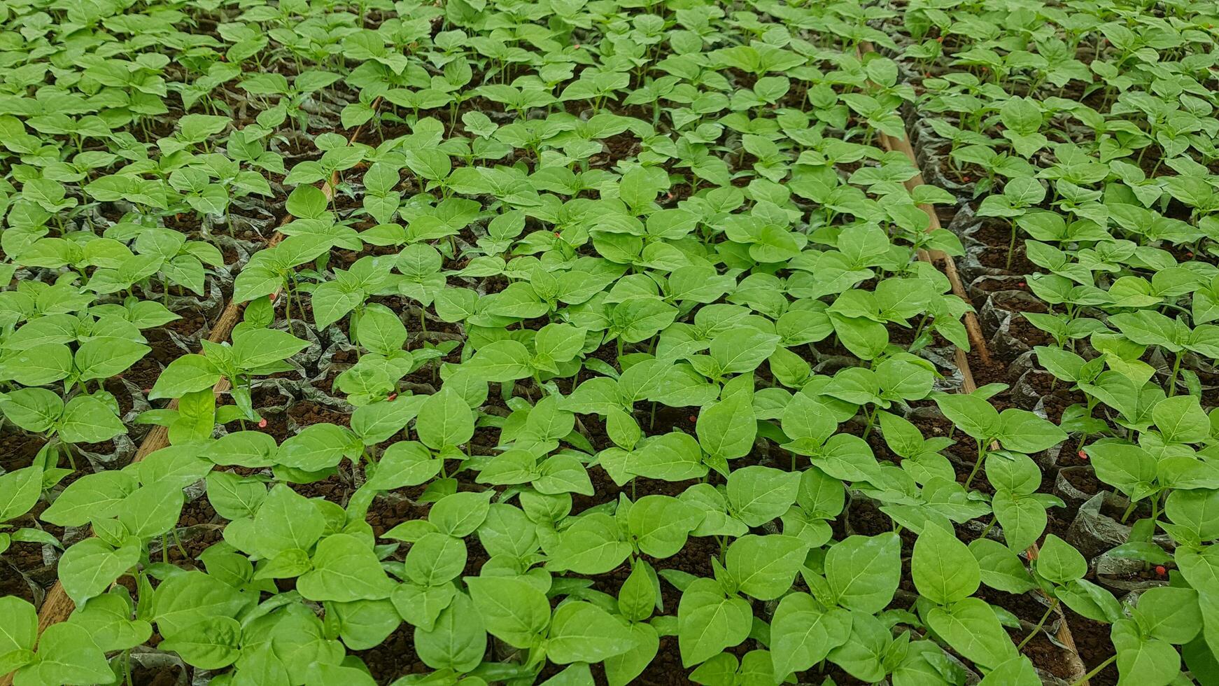 background of chili plant seeds photo