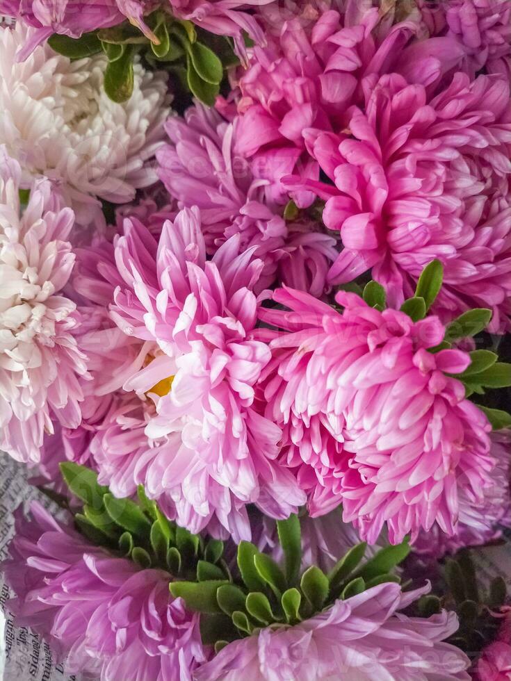 Bouquet of pink and white chrysanthemums close up photo