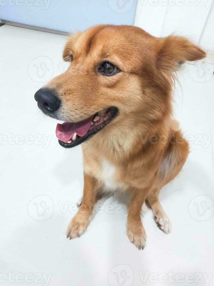 Cute dog looking at the camera on a white background with copy space photo