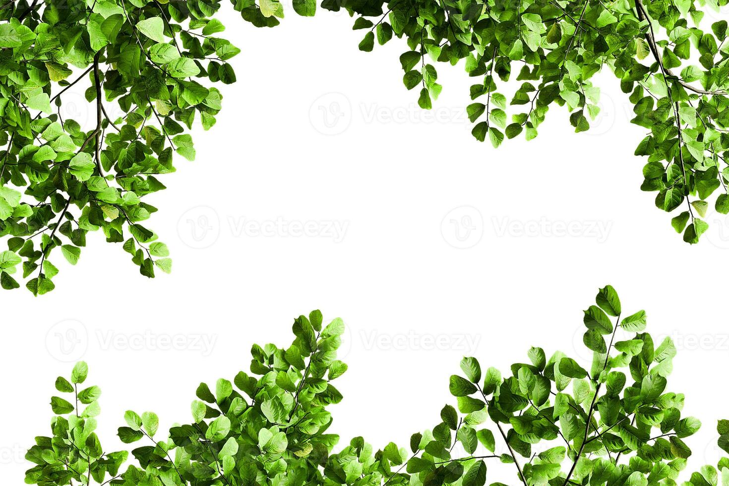 Greenery branches leaves frame border photo