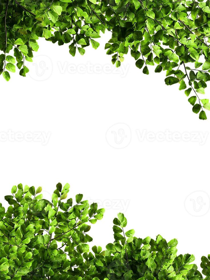 Greenery branches leaves frame border photo