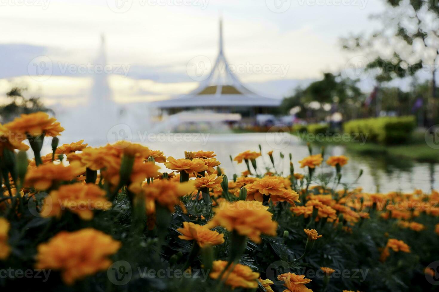 Field of Colorful Bouquet of Beautiful Cosmos Flower in Garden for Agriculture Concept Design with Selective Focus photo