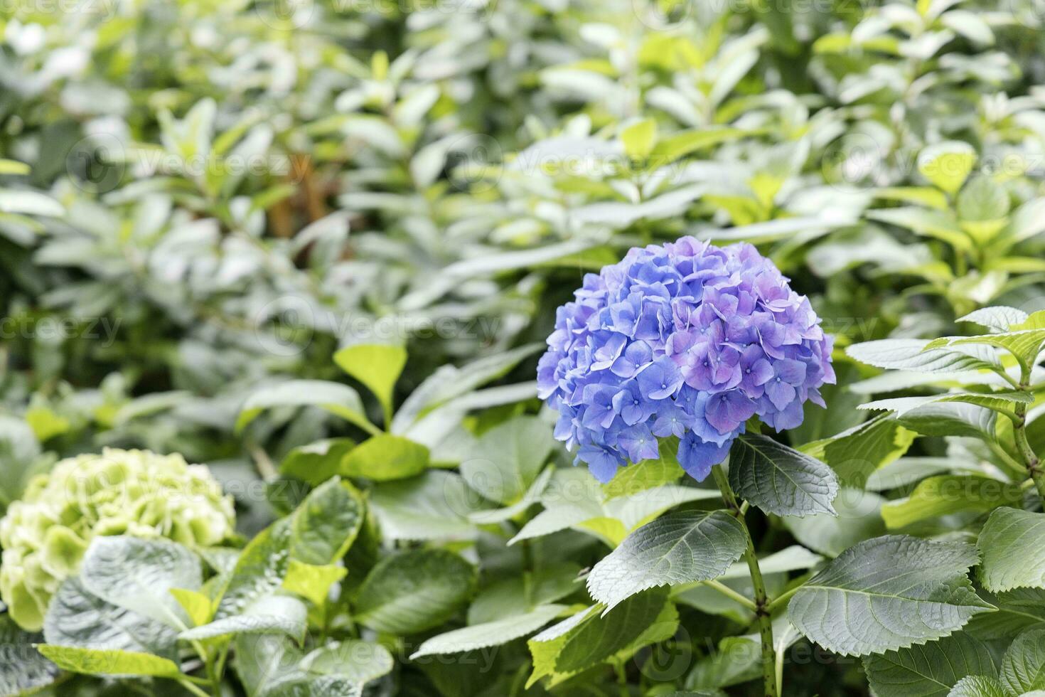 Field of Colorful Beautiful Bouquet  of Hydragea Flower in Garden for Postcard Decoration and Agriculture Concept Design with Selective Focus photo