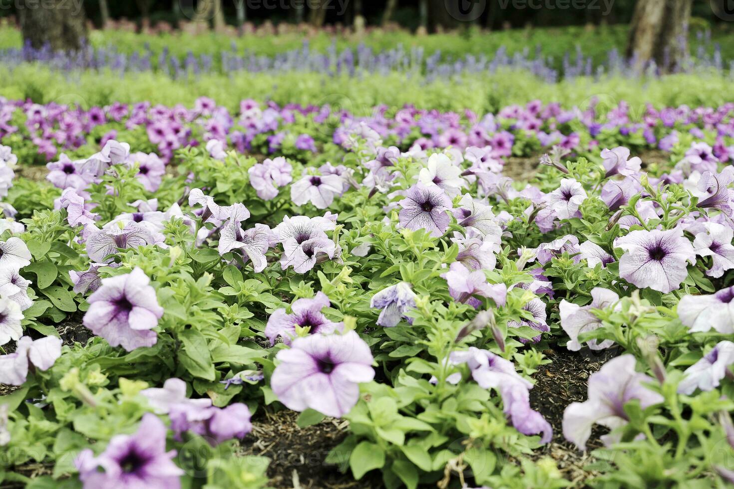 Field of Colorful Bouquet of Beautiful Cosmos Flower in Garden for Agriculture Concept Design with Selective Focus photo