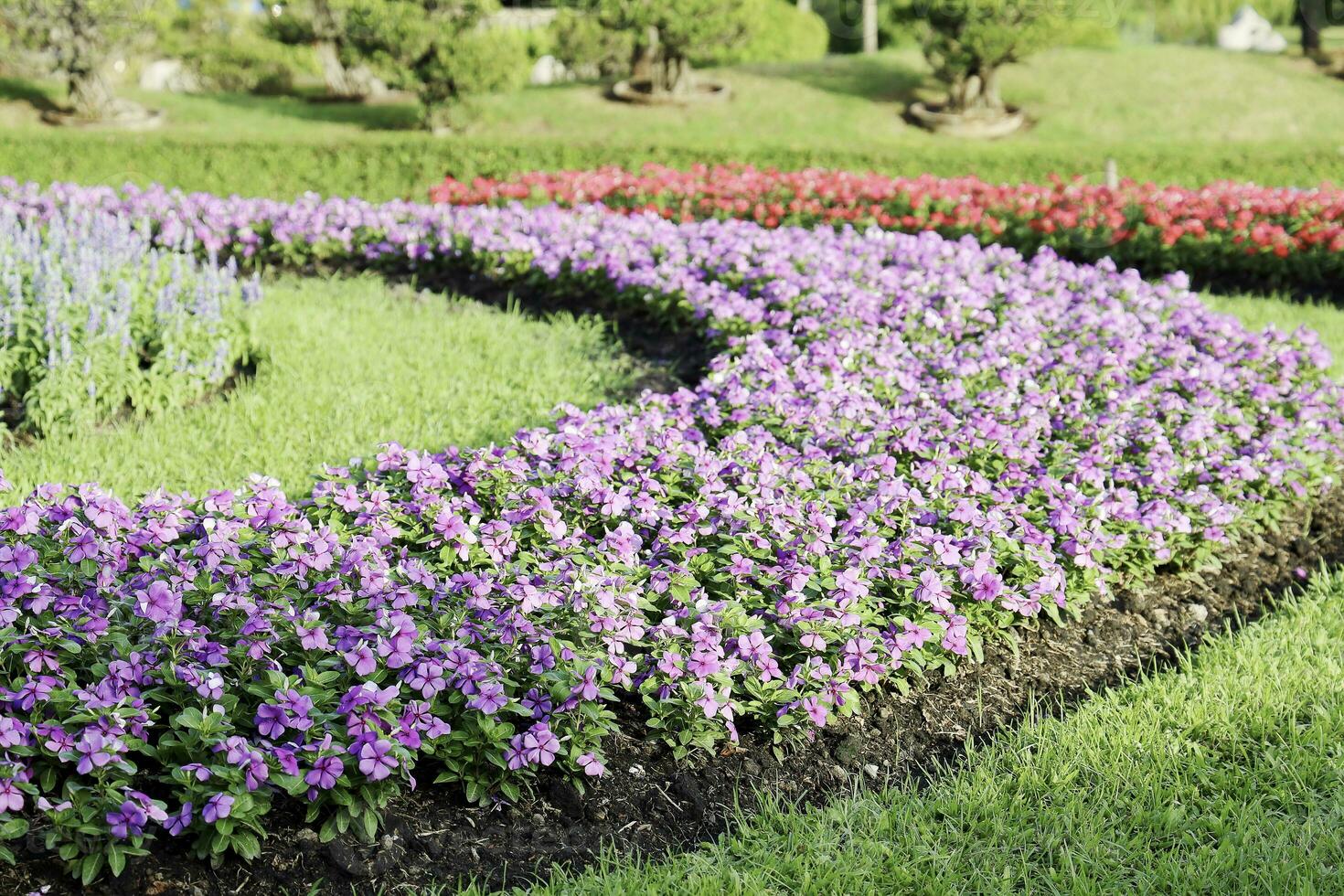 Scenic View of a Beautiful Flower Style Landscape Garden with a Green Mowed Lawn and Colourful Flower Bed with Selective Focus photo