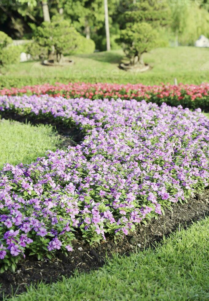 Scenic View of a Beautiful Flower Style Landscape Garden with a Green Mowed Lawn and Colourful Flower Bed with Selective Focus photo