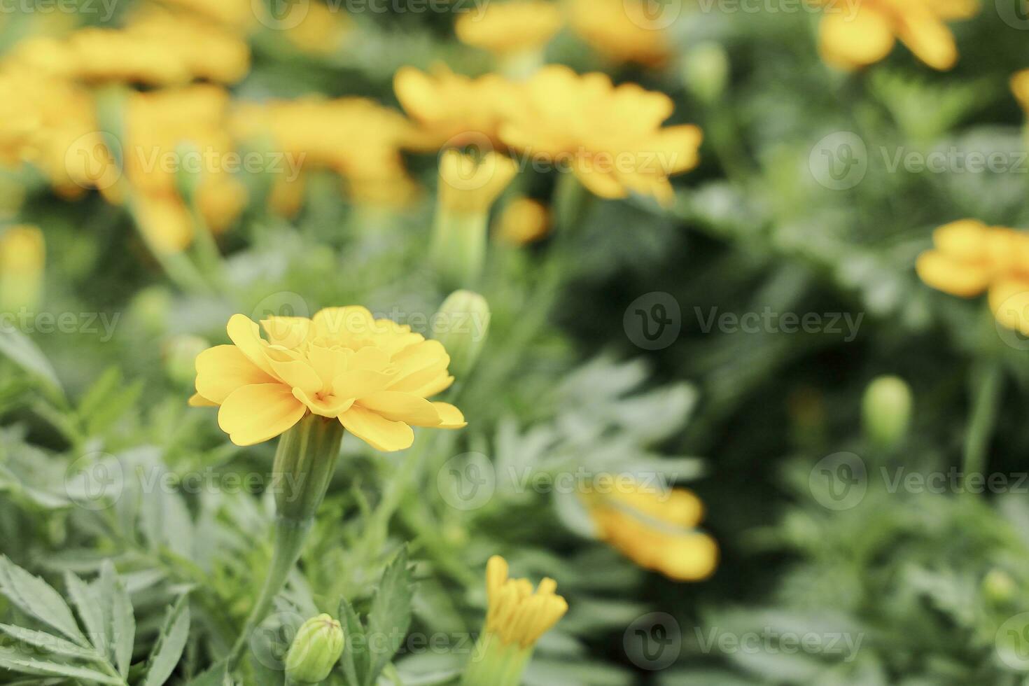 Field of Colorful Bouquet of Beautiful Cosmos Flower in Garden for Agriculture Concept Design with Selective Focus photo
