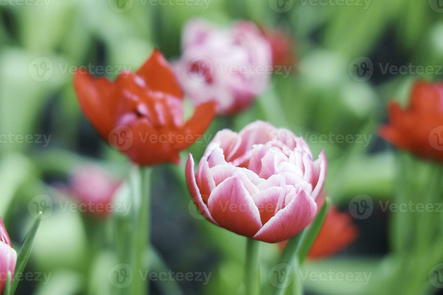 campo de vistoso hermosa ramo de flores de tulipán flor en jardín para tarjeta postal decoración y agricultura concepto diseño con selectivo atención foto