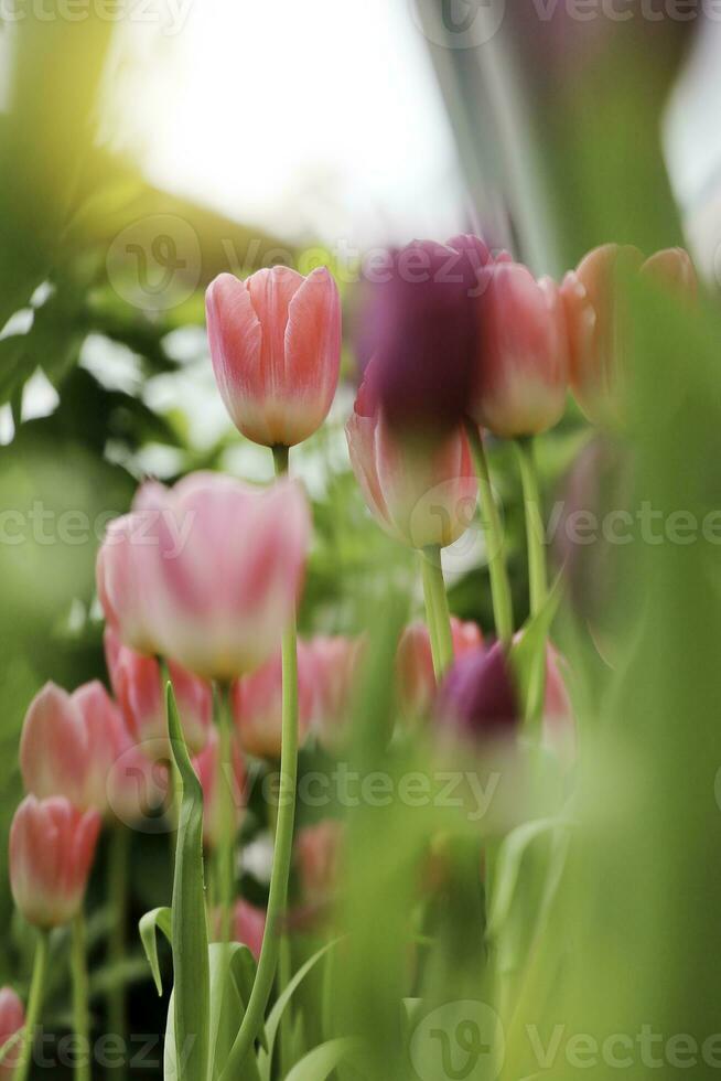 campo de vistoso hermosa ramo de flores de tulipán flor en jardín para tarjeta postal decoración y agricultura concepto diseño con selectivo atención foto