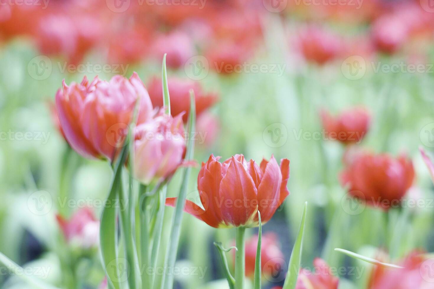 Field of Colorful Beautiful Bouquet  of Tulip Flower in Garden for Postcard Decoration and Agriculture Concept Design with Selective Focus photo