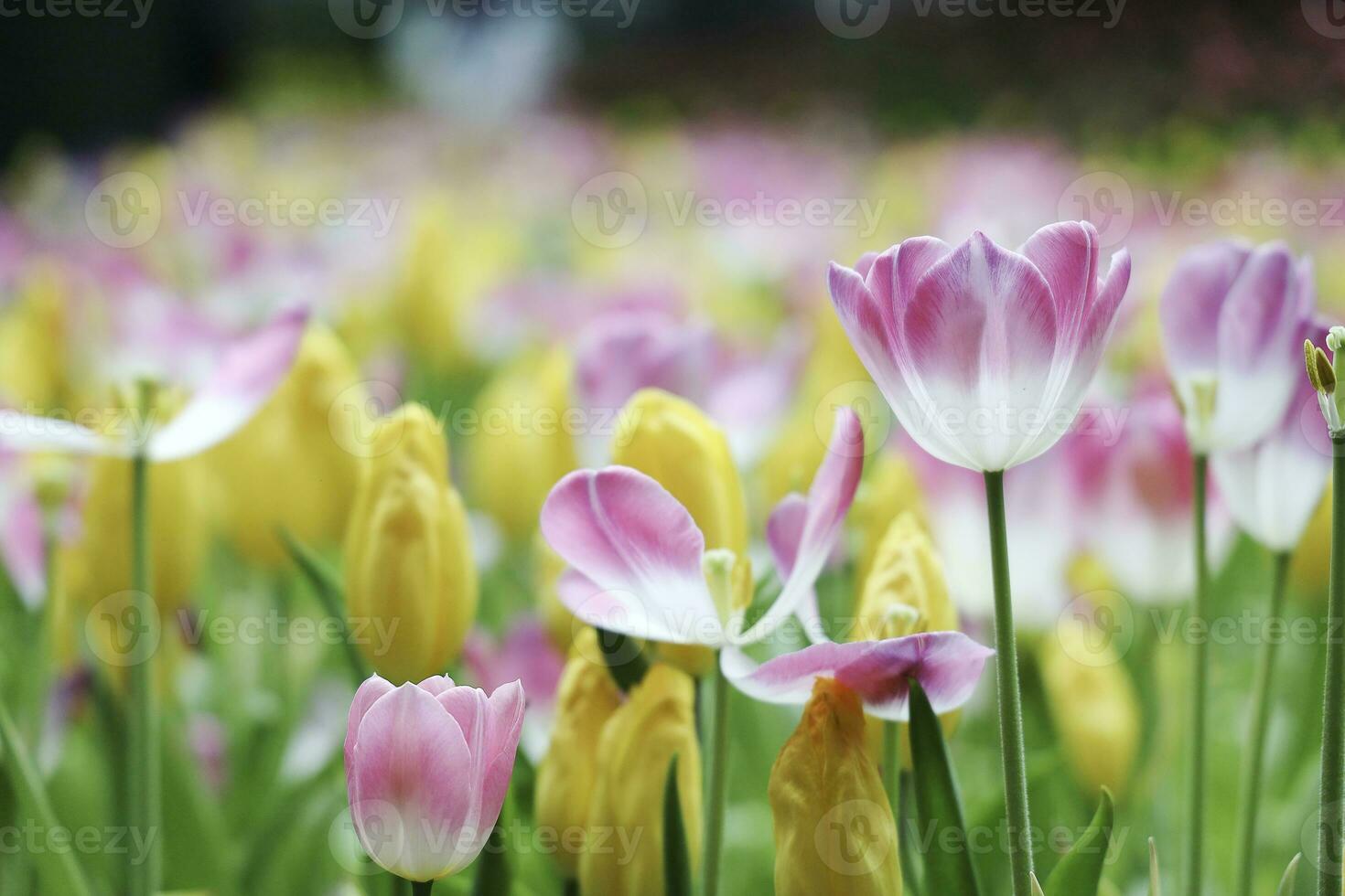 Field of Colorful Beautiful Bouquet  of Tulip Flower in Garden for Postcard Decoration and Agriculture Concept Design with Selective Focus photo