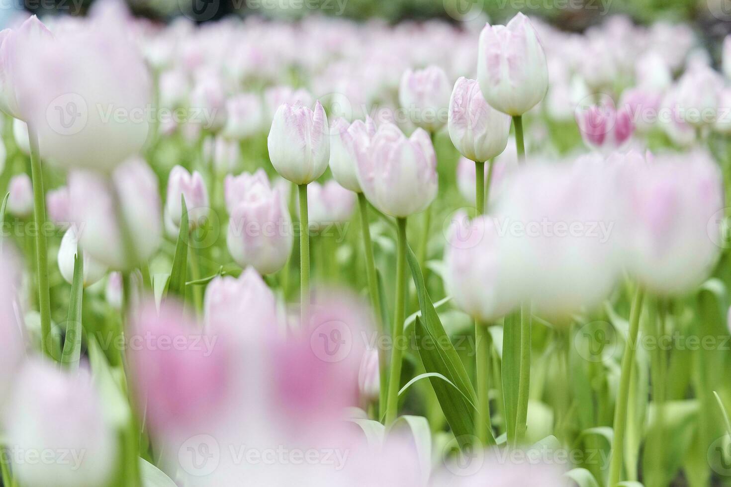 Field of Colorful Beautiful Bouquet  of Tulip Flower in Garden for Postcard Decoration and Agriculture Concept Design with Selective Focus photo