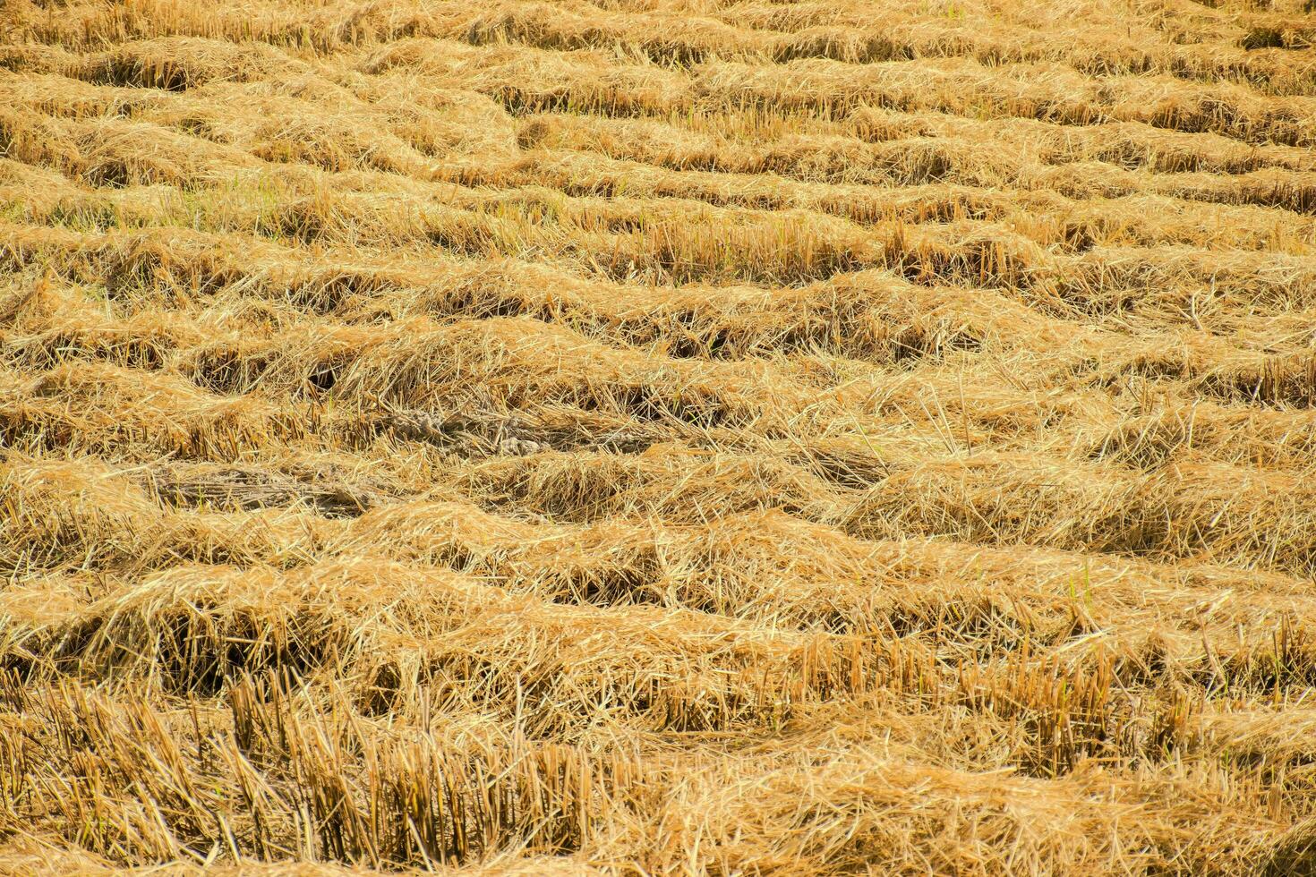 Piles of rice straw in the rice field photo