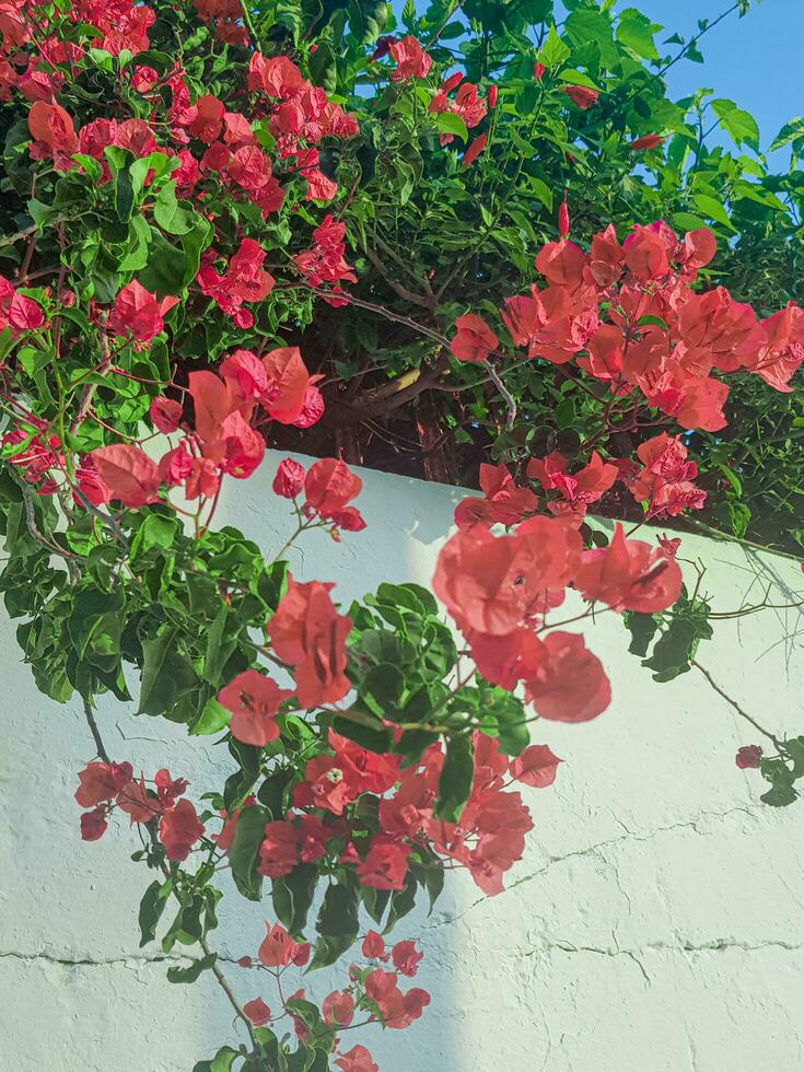 Bougainvillea vine in the house wall photo