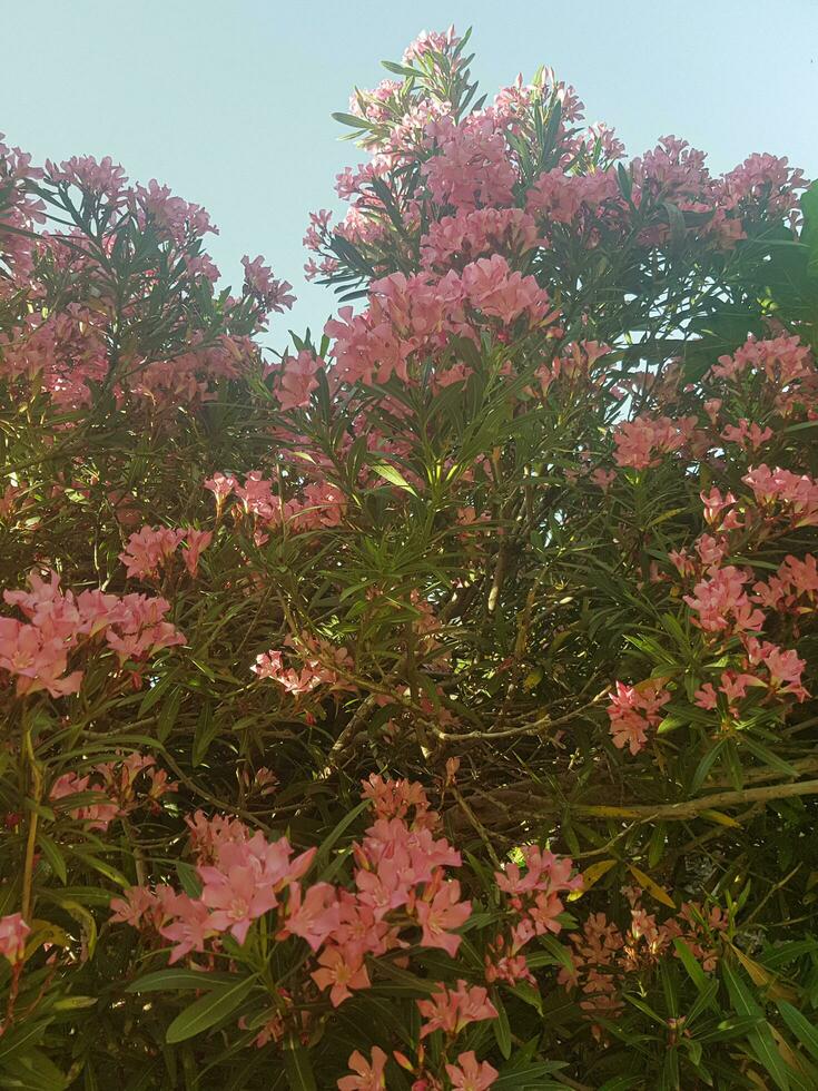 Oleander Flowers as a Symbol of Hope in a Vase photo
