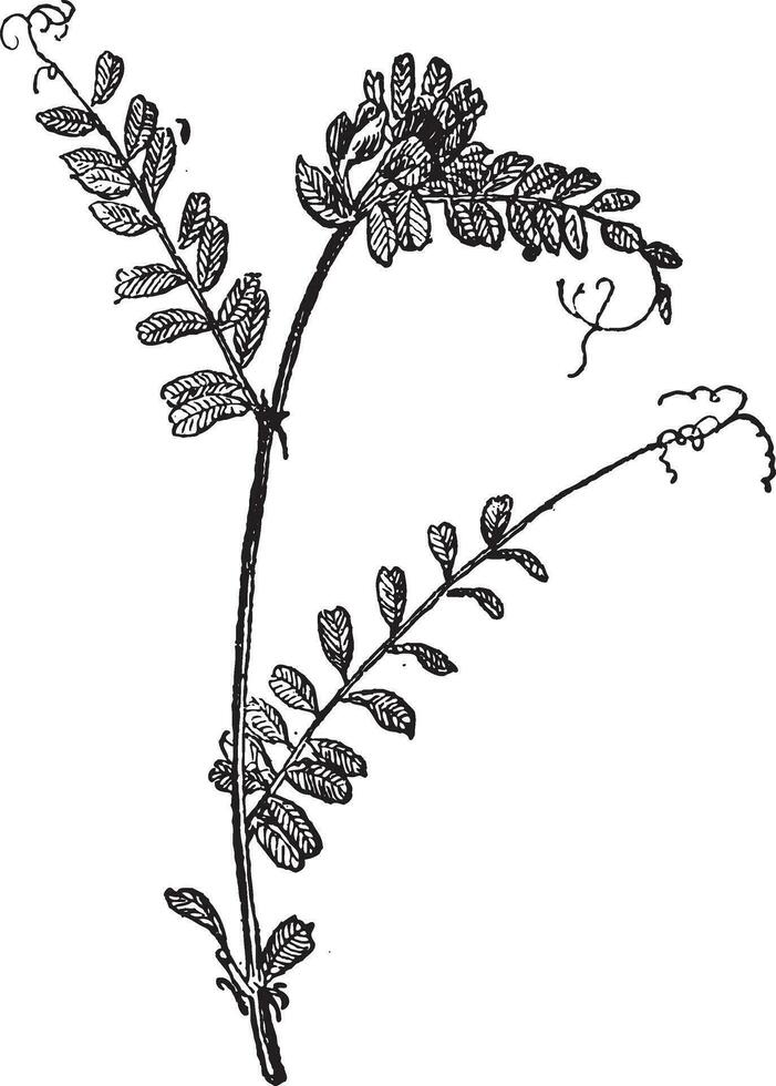 Common Vetch or Vicia sativa, vintage engraving vector