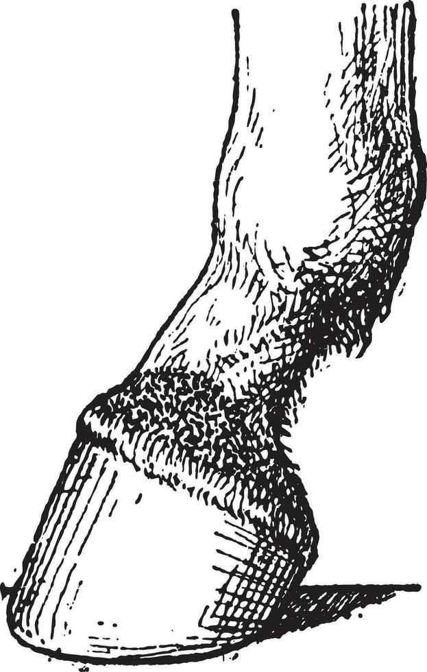 javart formado a el pie de caballo, Clásico grabado. vector