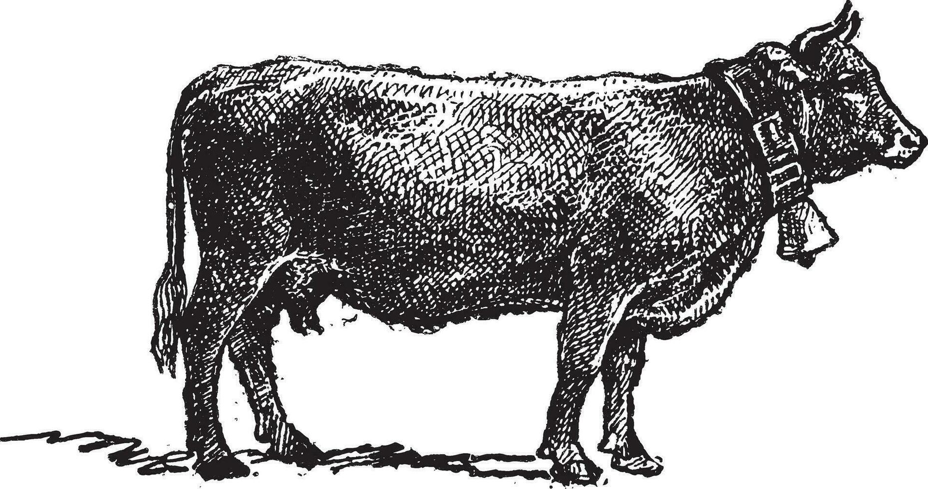 Swiss cattle breed, vintage engraving. vector