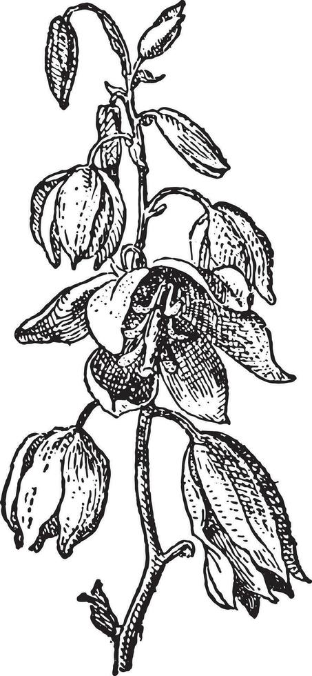 Yucca baccata or Datil yucca, vintage engraving. vector