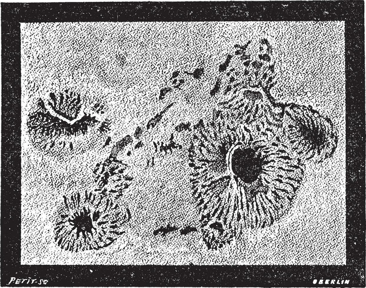 manchas solares Clásico grabado vector