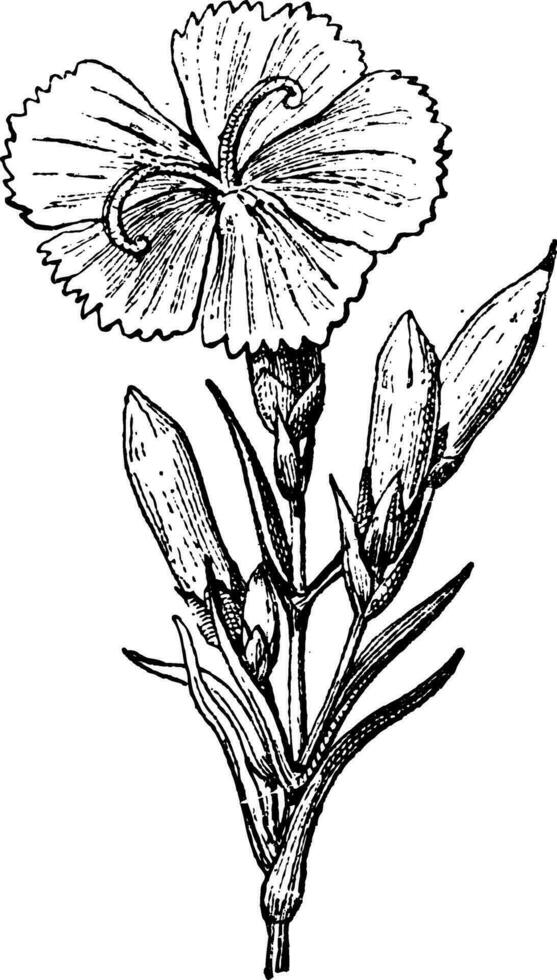 salvaje clavel o dianthus cariofilo, Clásico grabado vector