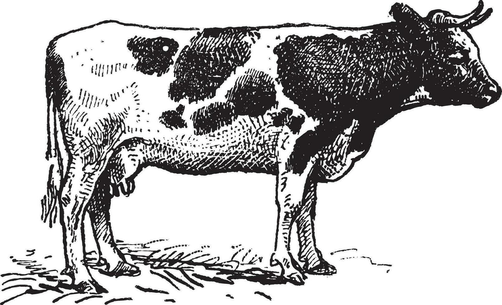 Dutch cattle breed, vintage engraving. vector