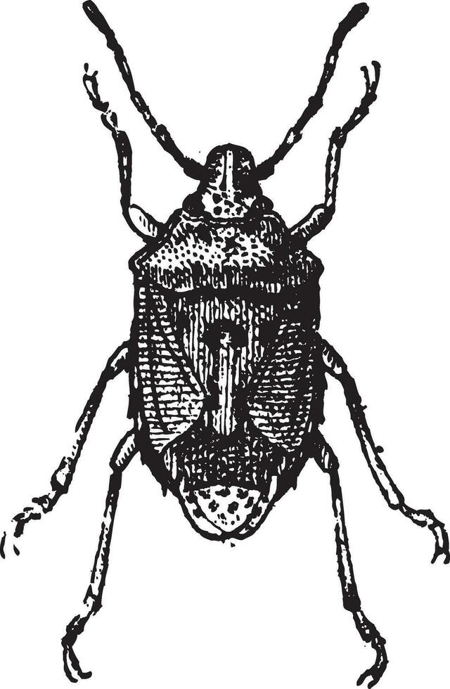 Fig 13. Bug, vintage engraving. vector