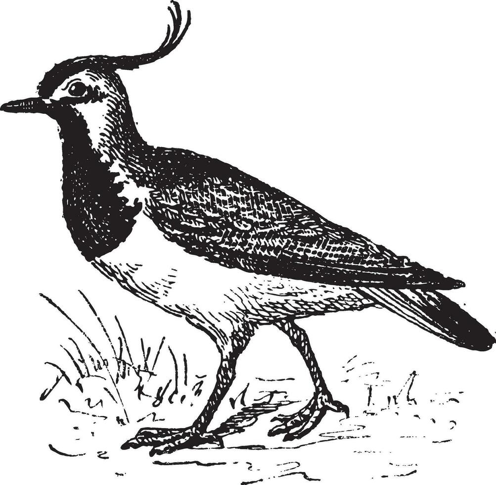 Vanellinae or crested lapwing, vintage engraving. vector