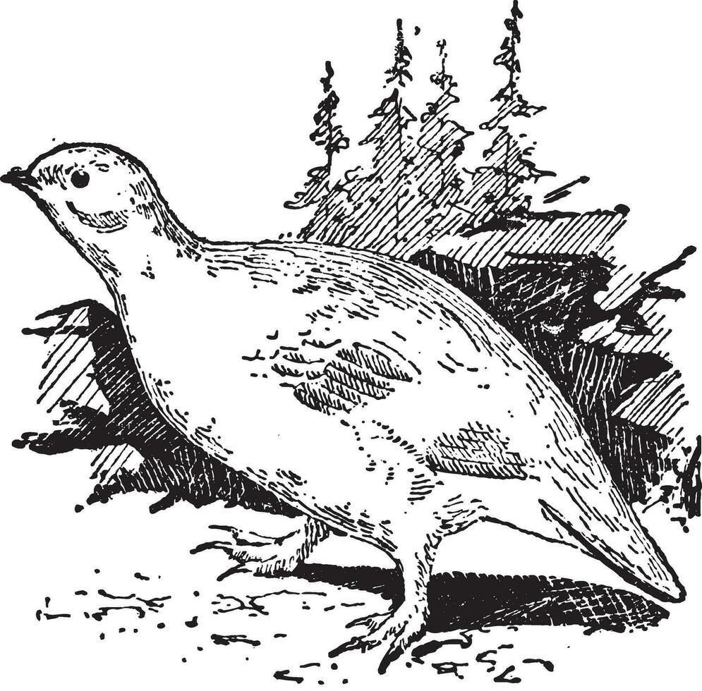 Ptarmigan bird, vintage engraving. vector