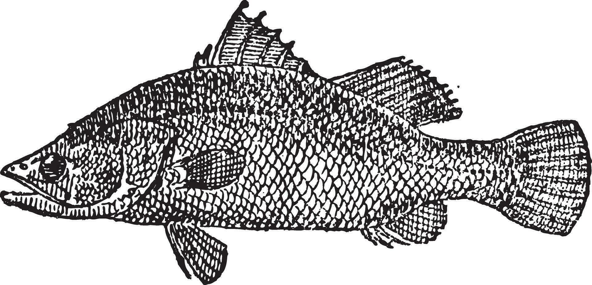 Variola or Variola sp., vintage engraving vector