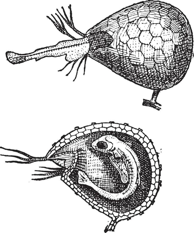 utricularia o vejigas, Clásico grabado. vector