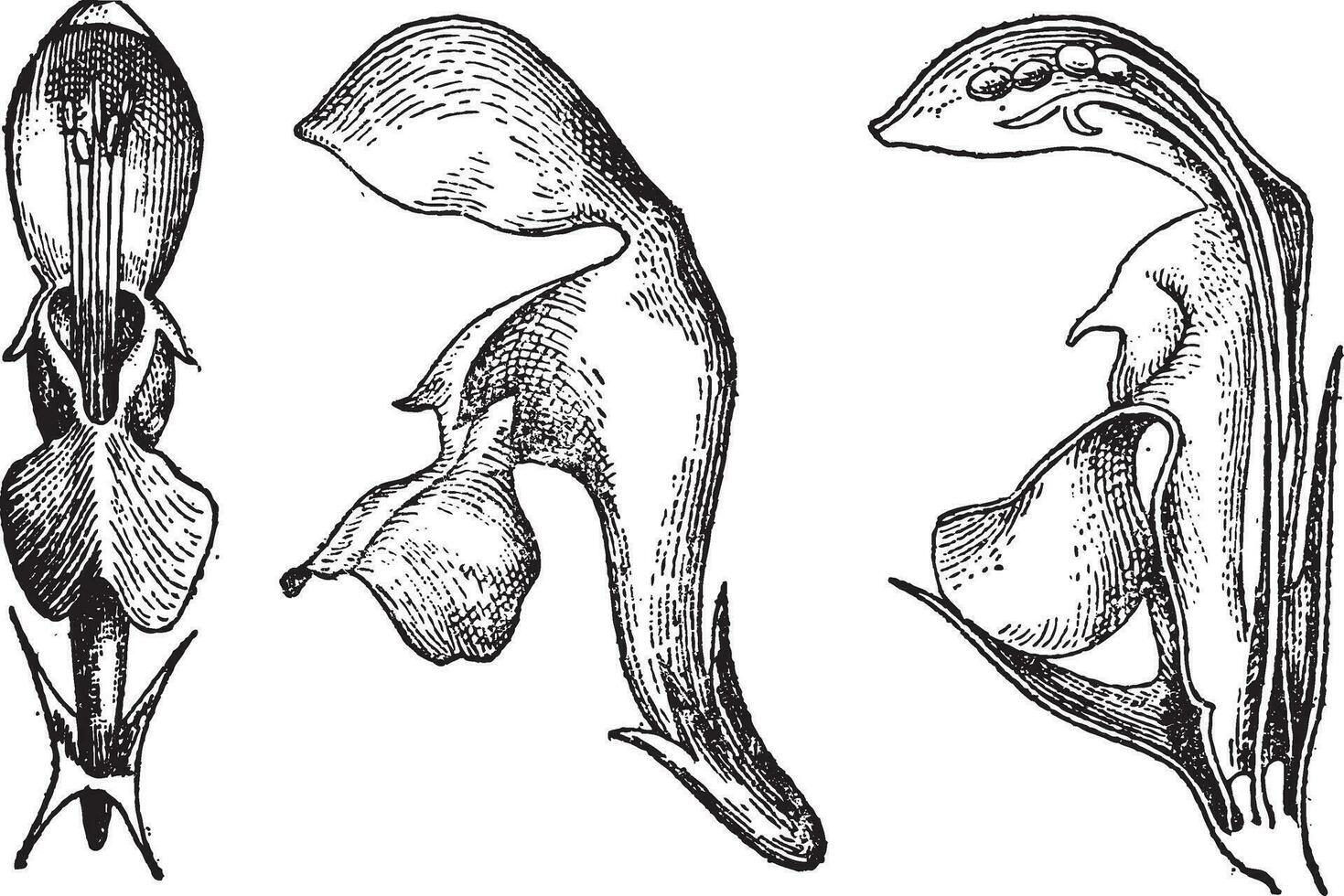 Lamiaceae or Labiatae, vintage engraving. vector