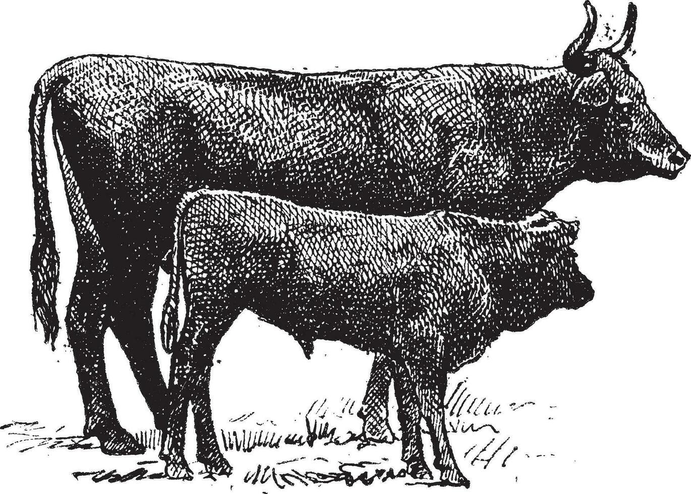 auvernia vacas criar, Clásico grabado. vector