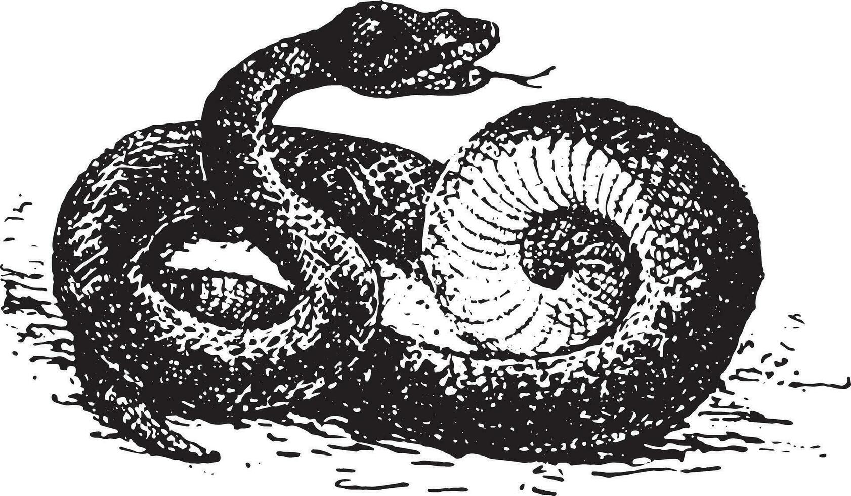 Vipera aspis, vintage engraving. vector