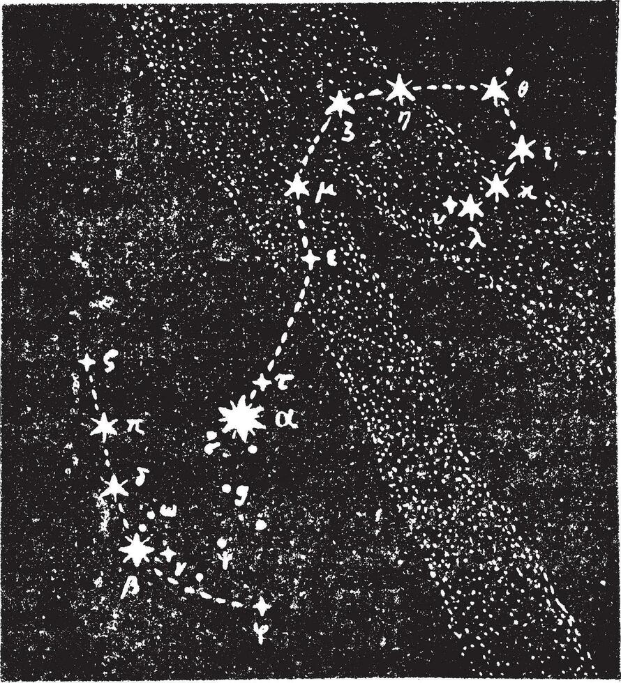 Scorpion constellation, vintage engraving. vector
