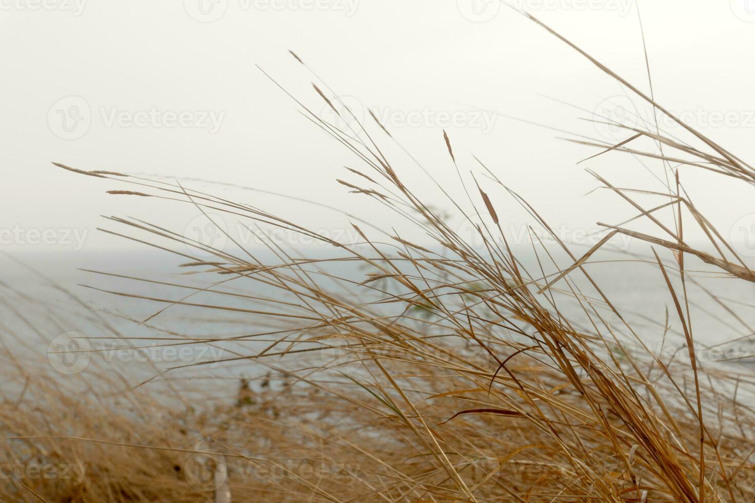 Dry grass in seascape of Laem Phrom Thep. photo