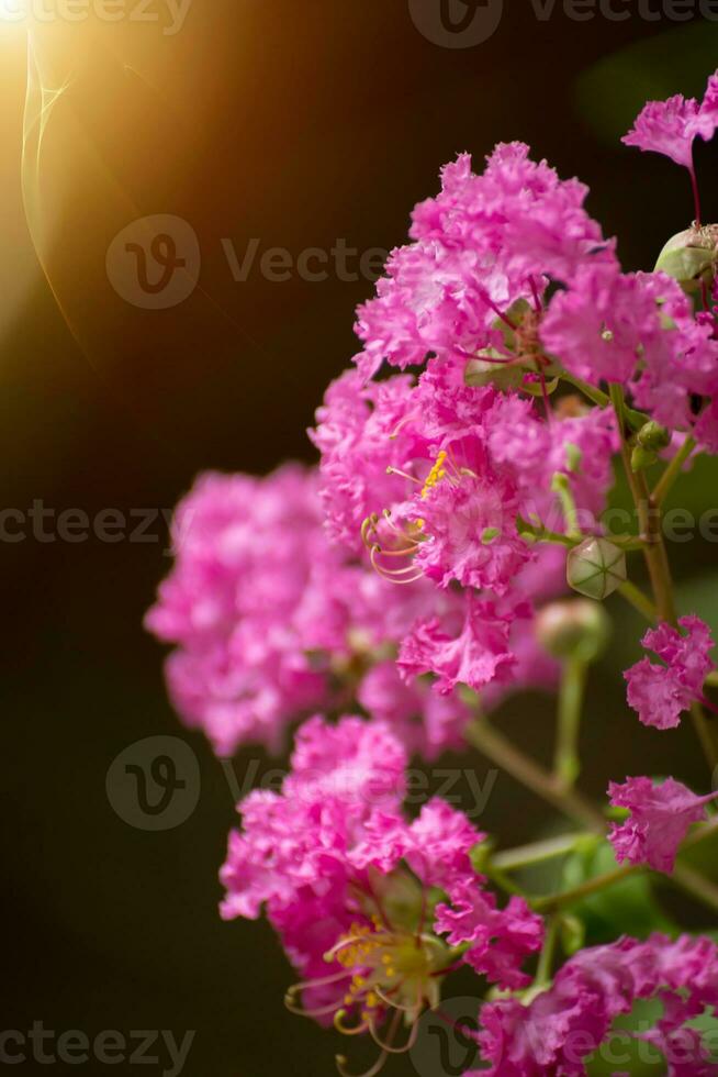 Pink flower of Crape myrtle. photo