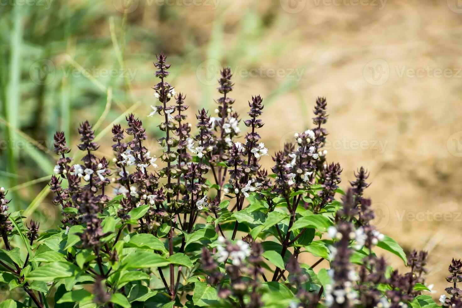 Close up Sweet basil flower. photo