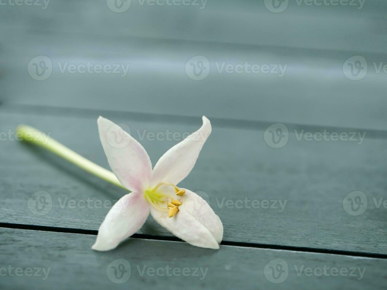 Indian cork flower on the wood floor. photo