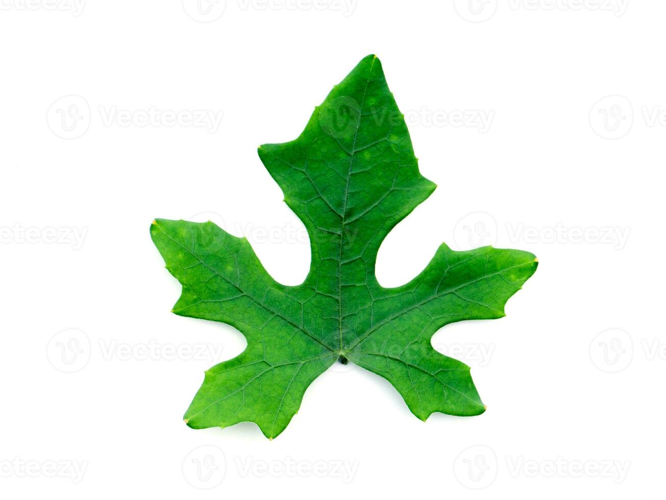 Green ivy leaf on white background. photo