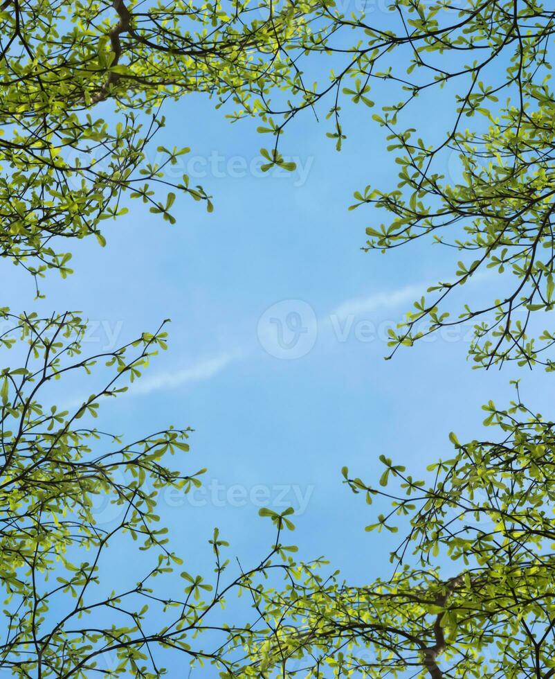 tree branch in the spring season. photo