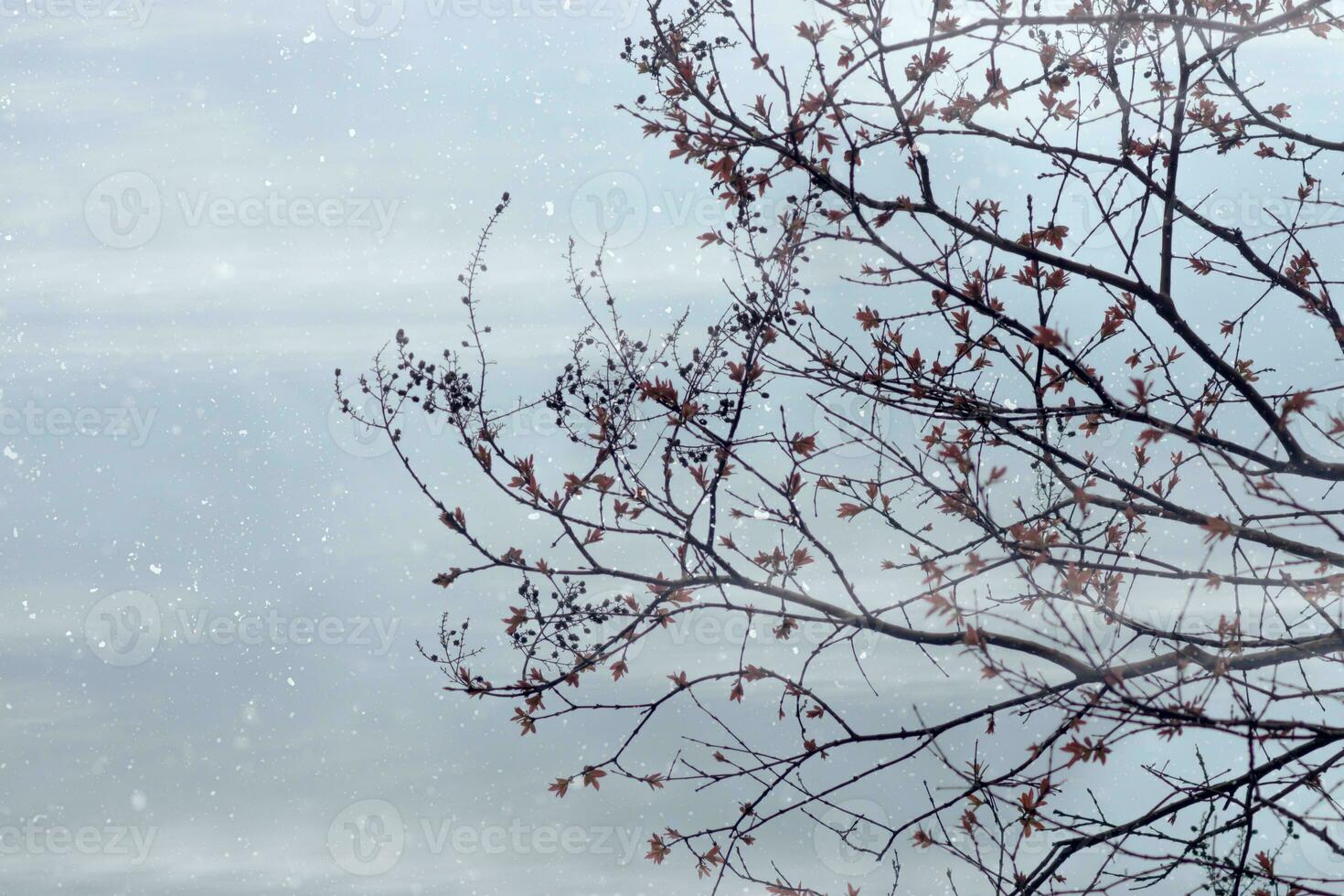 Tree branch with leaf in the winter season. photo