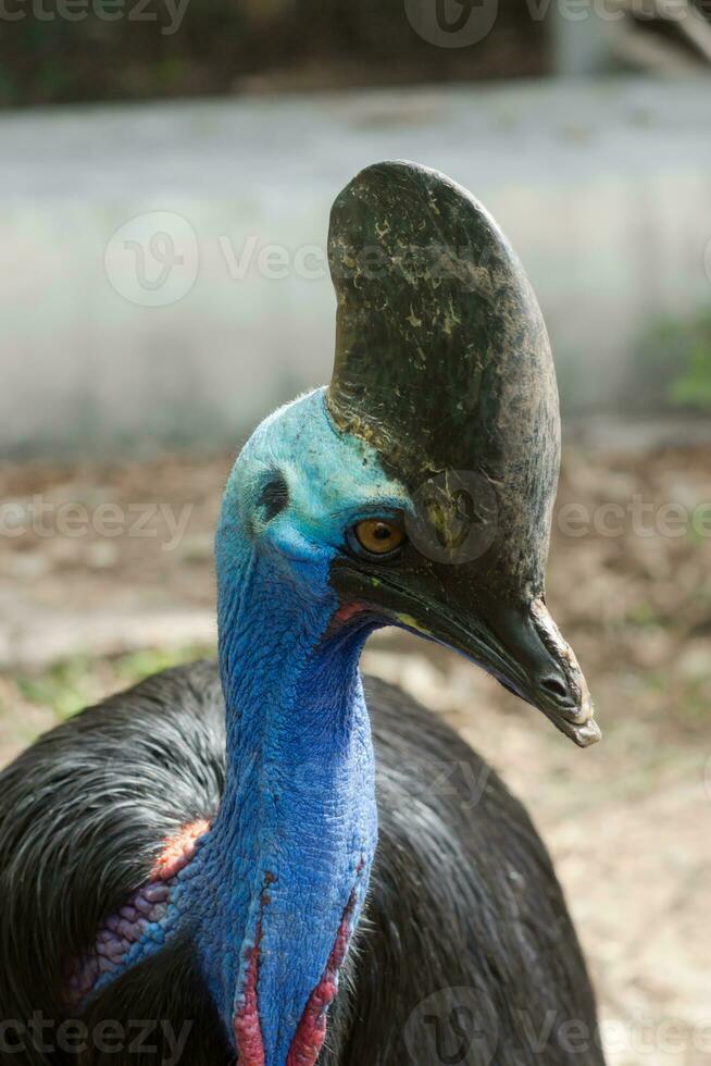 Closeup of Cassowary photo