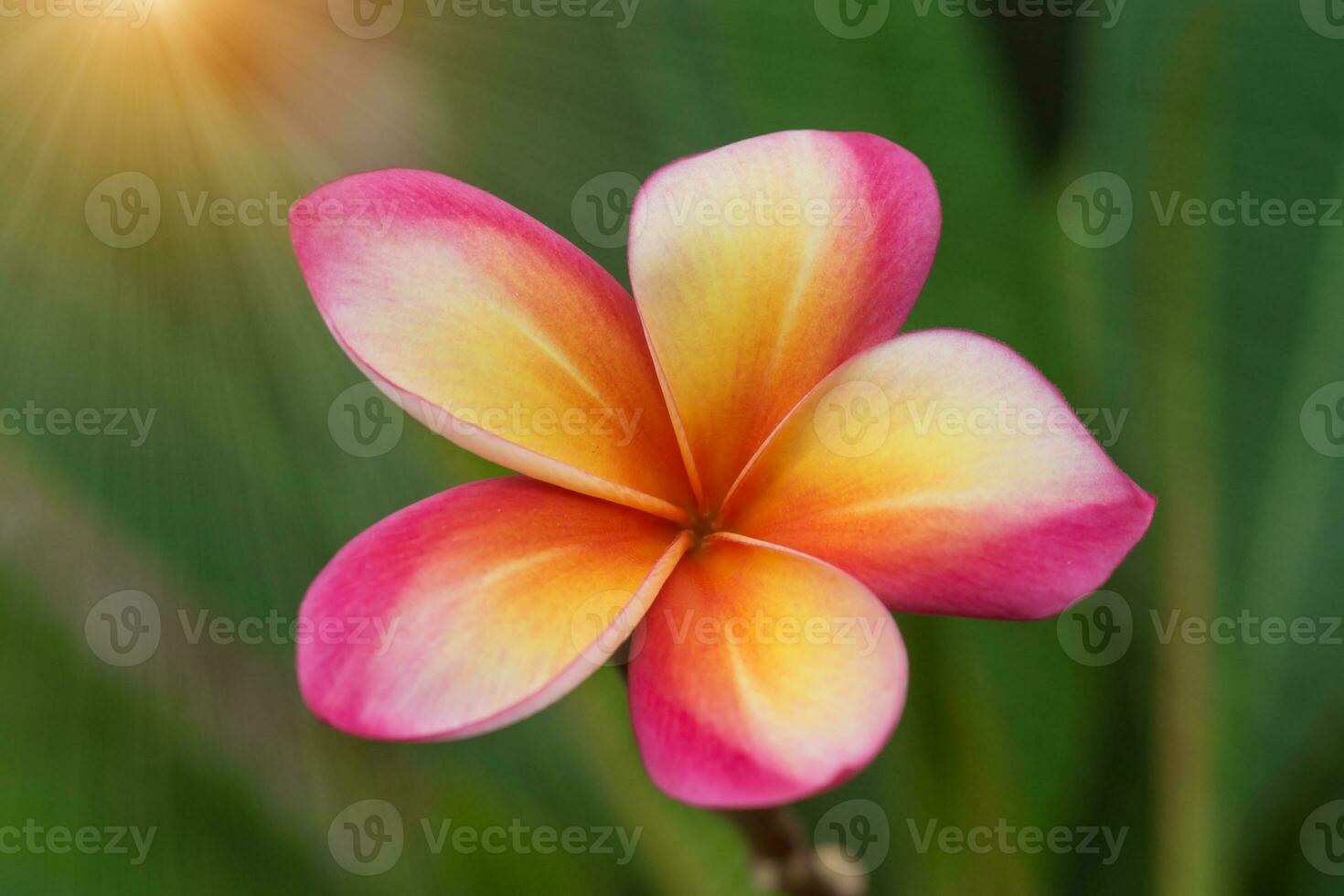 frangipani flower on the tree. photo