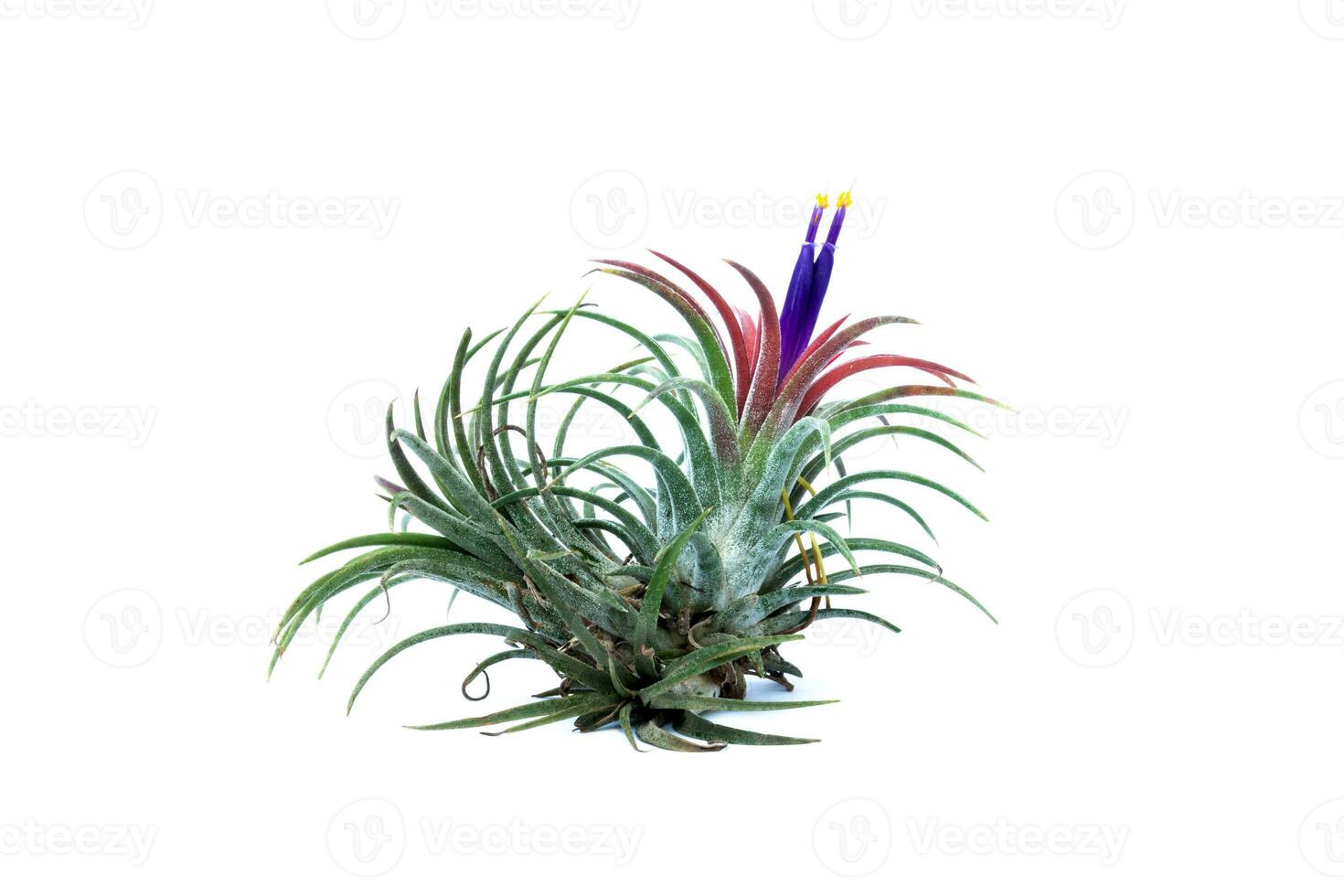 Green Tillandsia. air plant photo