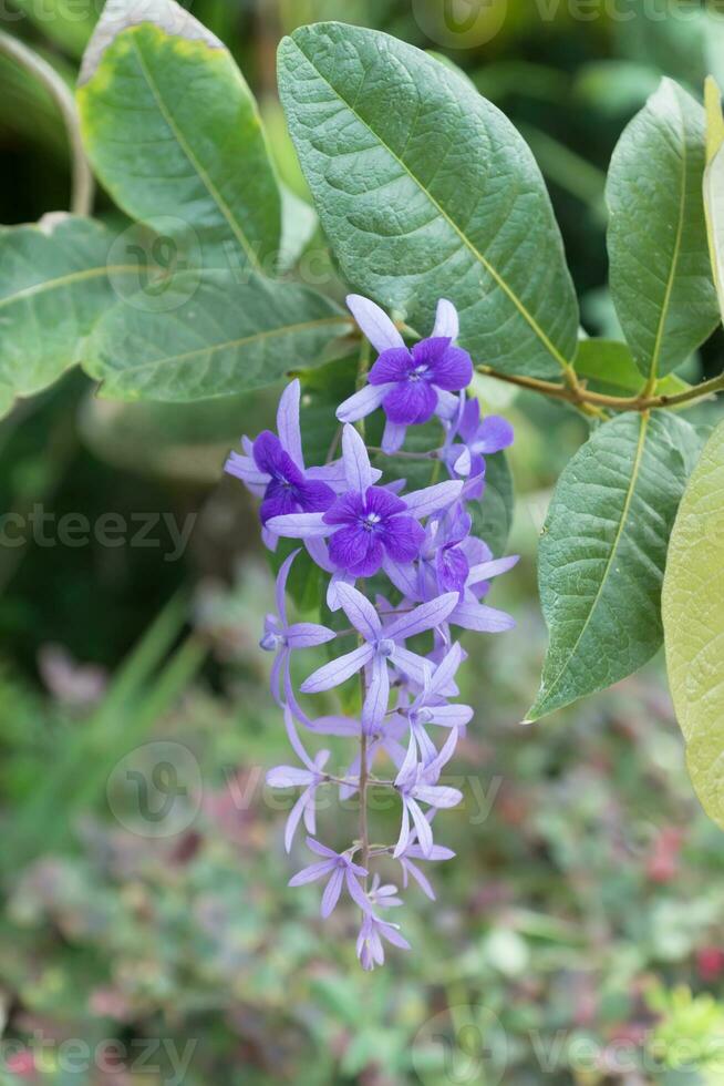 Watercolor image of Petrea Flowers. photo