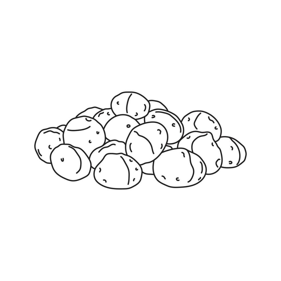 Hand drawn Kids drawing vector Illustration macadamia nuts in a cartoon style Isolated on White Background