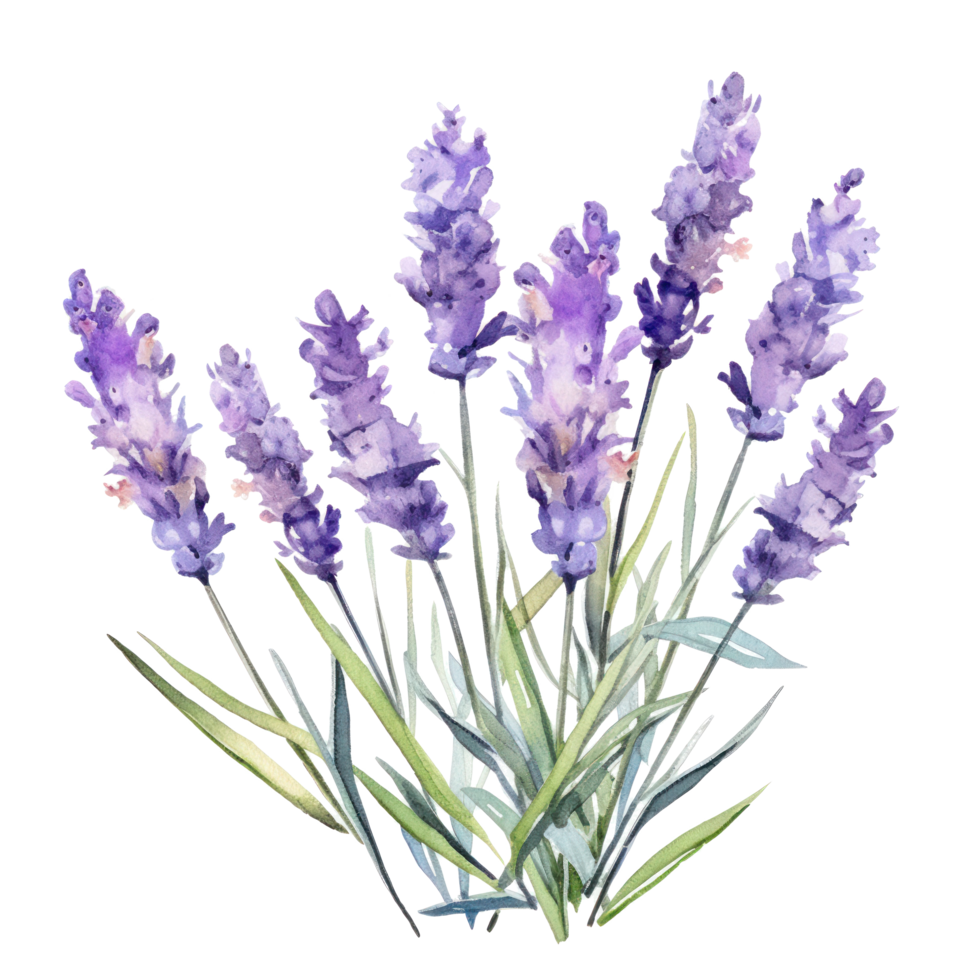 AI generated watercolor lavender flowers, isolated png