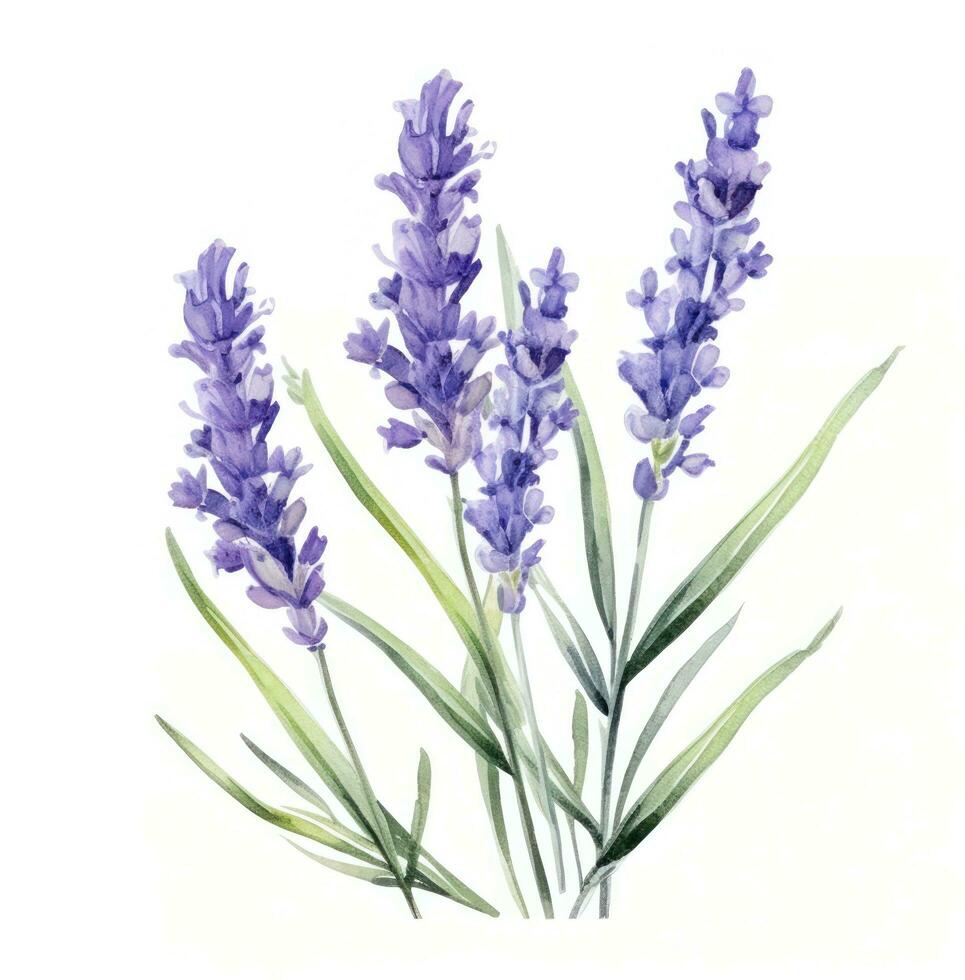 AI generated watercolor lavender flowers, isolated photo